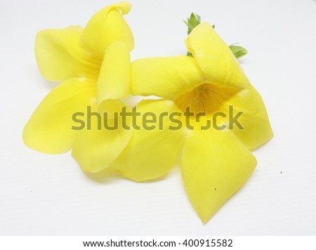 Closeup Allamanda yellow flower isolated on white background