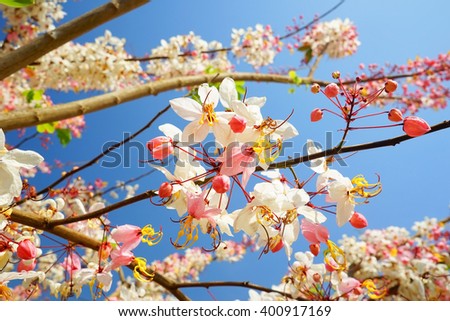 Pink flower of Wishing tree, pink shower, cassia bakeriana craib. Thailand:Select focus with shallow depth of field:ideal use for background.