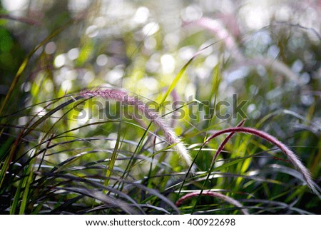 Grass flower with Bokeh and blur background.