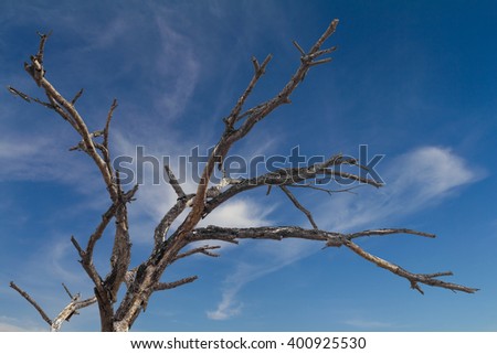 Close up of branches of the tree of death, which is like an abstract blue sky as a backdrop.