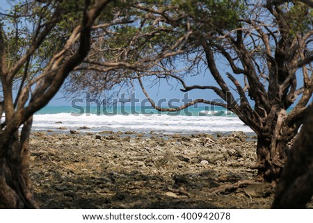 Photography landscape of beach with a mangrove tree in the ocean, the sea on the island, Koh samui Surat Thani, Thailand. 