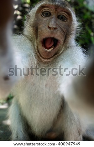 Monkey taking a selfie, trying to steal a camera. Monkey Forest, Ubud, Bali, Indonesia, Asia Royalty-Free Stock Photo #400947949