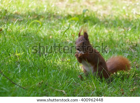 Young Eastern Fox squirrel in the garden. Red fluffy squirrel eats on a grass meadow. Small ginger squirrel in a park. Close-up photography of wild squirrel animal sitting on lawn.