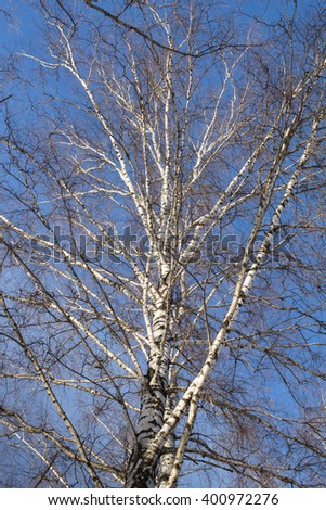 Blue sky and a birch