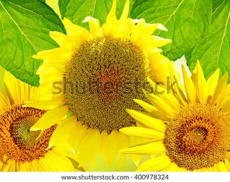 Beautiful sunflower. yellow flowers. Closeup of a beautiful sunflower in garden