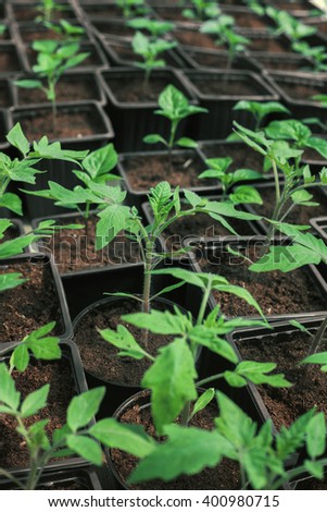 New healthy and organic plants of tomato and peppers