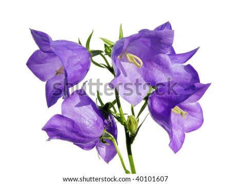 campanula flowers isolated on white