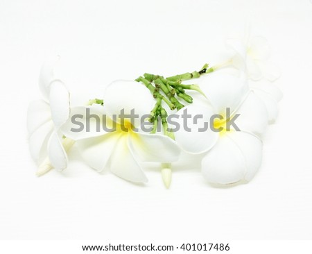 White plumeria rubra flower isolated on White background