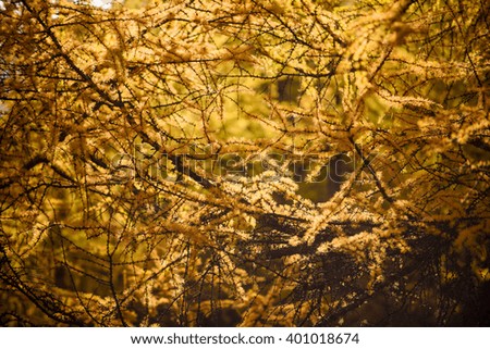 Colorful autumn tree branch blur background