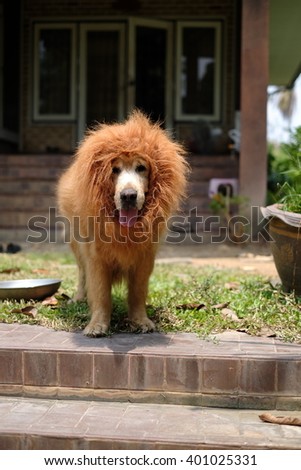 Dog Golden Lion wig.