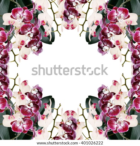 Floral background. Orchid 