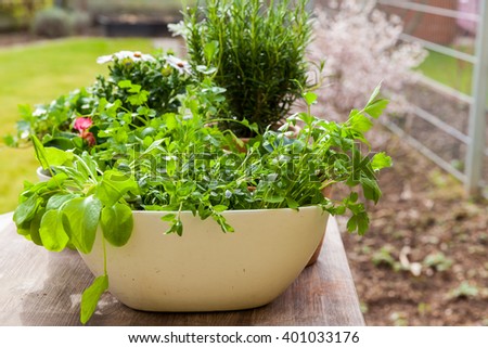 Gardening - Plants with flowers and herbs in garden