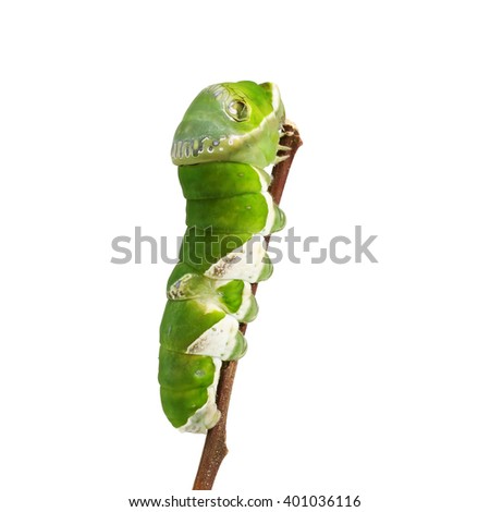 Close up of green caterpillar on twig with isolated on white background