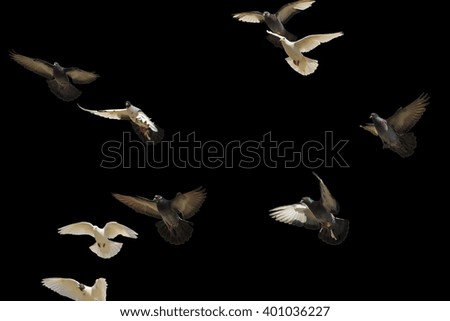 postal pigeons flying in the blue sky, a symbol of peace, white bird, wings,isolated on  black