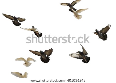 postal pigeons flying in the blue sky, a symbol of peace, white bird, wings,isolated on white