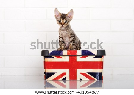 tabby devon rex kitten sitting on a box