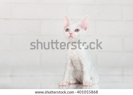 white devon rex kitten sitting