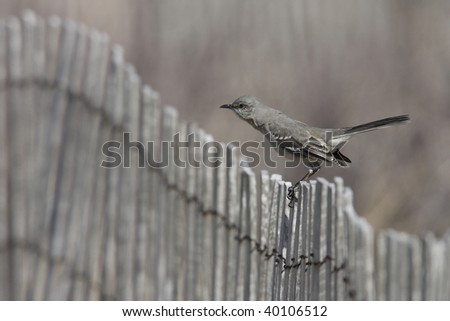 Northern Mockingbird (Mimus polyglottos), perched on wooden fence in the sand dunes with neck extended