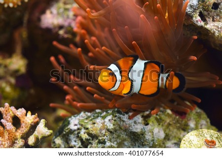Amphiprion Ocellaris Clownfish In Marine Aquarium Royalty-Free Stock Photo #401077654
