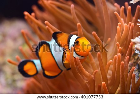 Amphiprion Ocellaris Clownfish In Marine Aquarium Royalty-Free Stock Photo #401077753