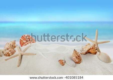 shells on sandy beach, Summer concept