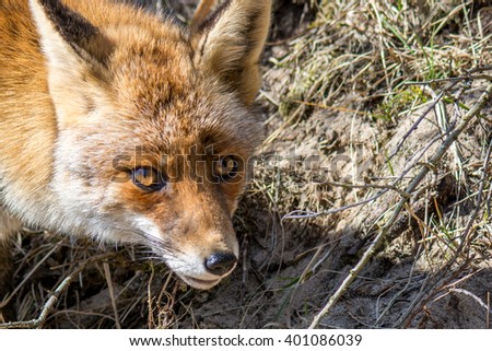 Red Fox, macro, eye