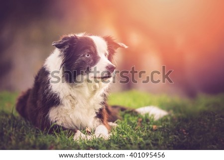 Horizontal photo of beautiful border collie with a perfect blue eyes lying on the grass 