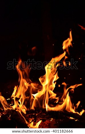 tree branches burning in a bright fire