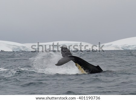 Humpback whale tail fin in the cloudy day, with snowy mountains in background, Antarctic Peninsula
