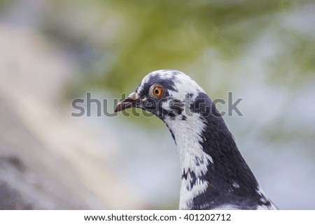 The black and white pigeon