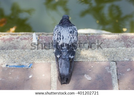 The pigeon on top view