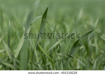 inside meadow, grass macro, nature background