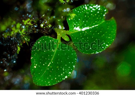 Green fern, mos and small plant  Close up  background 