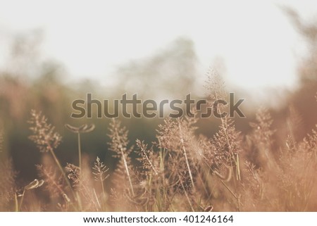 Vintage photo of nature bokeh background with wild flowers . meadow at spring Blur effect