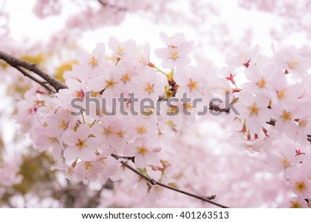 Pink Cherry Blossoms blooming background by low-clarity and selective focus