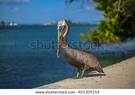 Pelican stand at Old San Juan, Puerto Rico