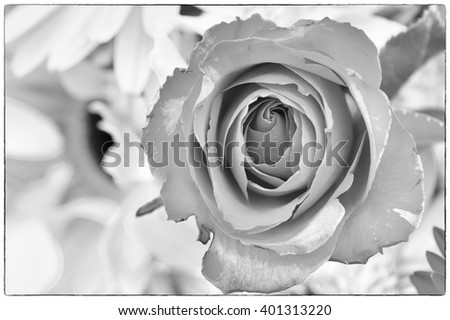 rose picture in black and white