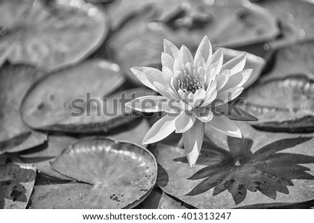 black and white picture of lotus in the pond 