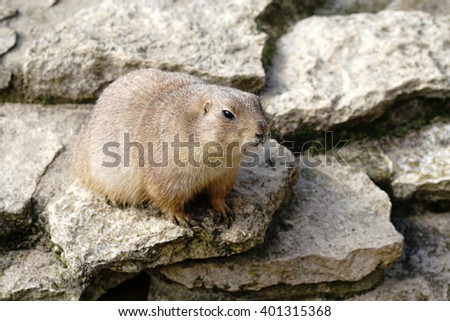 watchful prairie dog on a rock 