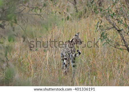 animals; cheetah, wildlife; landscape background, wild animals, savannah
