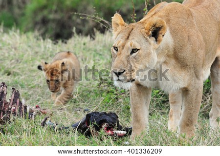family of wild lions; lion; wildlife, wild animals, landscape background, predator