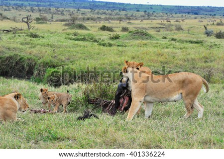 family of wild lions; lion; wildlife, wild animals, landscape background, predator