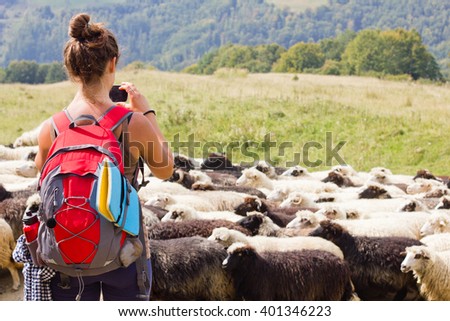 Girl tourist takes pictures to phone a flock of sheep in the mountains