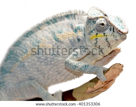 Panther Chameleon - Male - Furcifier Pardalis - Nosy Boraha