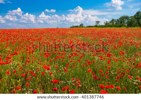 Field of red poppies and the blue sky
