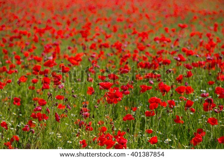 Field full of the red poppies in the sunny weather