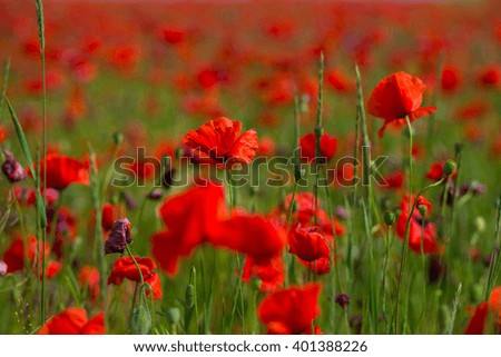 Beautiful red poppies in the field