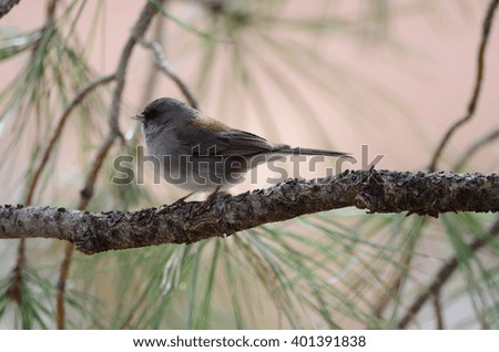 Southwest USA Beautiful Dark-eyed Junco  is a medium-sized sparrow with a rounded head a short, stout bill and a fairly long, conspicuous tail.