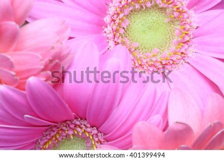 Closeup picture of transvaal daisy