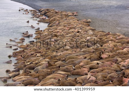 Huge Atlantic walrus (Odobenus rosmarus rosmarus, almost exclusively males) asleep on each other among beach. Barents sea, Vaygach island